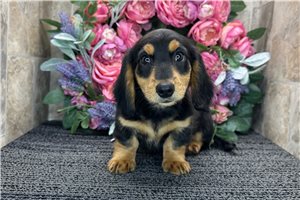 Bear - puppy for sale