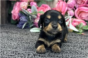 Bugsy - puppy for sale