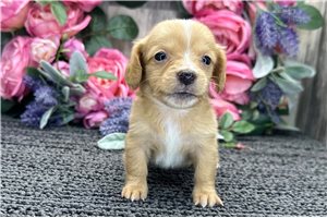 Breslin - Dachshund, Tweenie for sale
