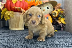 Garth - Tweenie Dachshund for sale