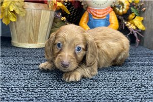 Graham - Tweenie Dachshund for sale