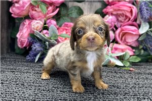 Bristol - puppy for sale