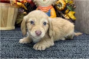 Ginger - puppy for sale