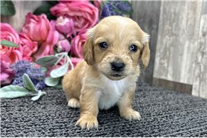 Briar - Tweenie Dachshund for sale