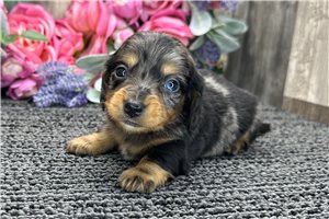 Blake - puppy for sale