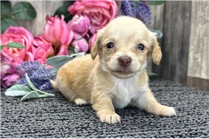 Blossom - puppy for sale