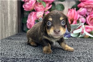 Blaire - puppy for sale