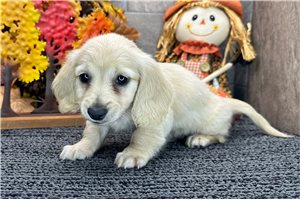 Dino - Dachshund, Tweenie for sale