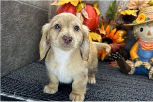 Ginger - Tweenie Dachshund for sale