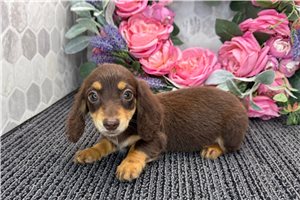 Blaire - Dachshund, Tweenie for sale