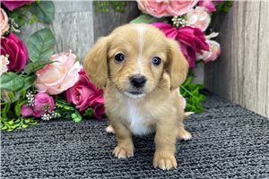Breslin - Dachshund, Tweenie for sale