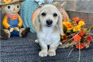 Daisy - puppy for sale