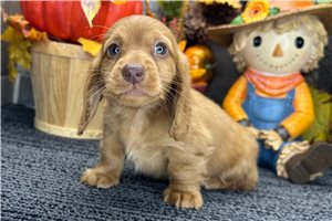 Graham - Tweenie Dachshund for sale