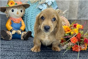 Dustin - Tweenie Dachshund for sale