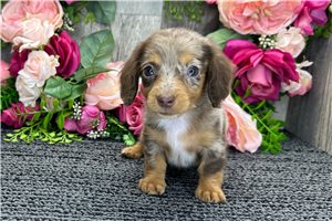 Bristol - Dachshund, Tweenie for sale