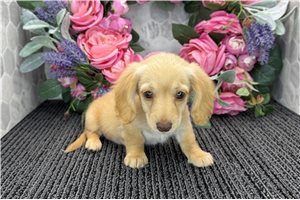 Blossom - Dachshund, Tweenie for sale