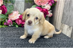 Blossom - Dachshund, Tweenie for sale