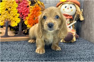 Dustin - Dachshund, Tweenie for sale