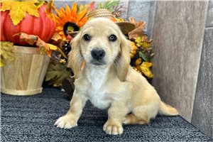 Dylan - Tweenie Dachshund for sale