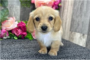 Briar - Dachshund, Tweenie for sale