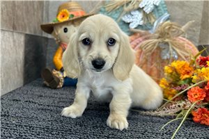 Dino - Dachshund, Tweenie, placed in South Bend / Michiana