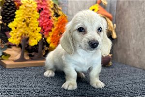 Daisy - Dachshund, Tweenie for sale