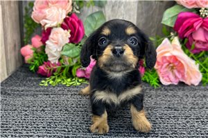 Bugsy - Dachshund, Tweenie for sale