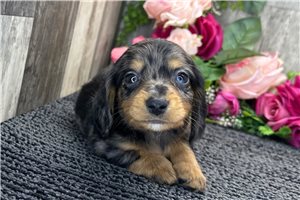 Blake - Dachshund, Tweenie for sale