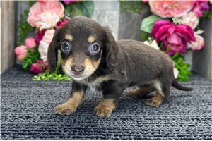 Blaire - Dachshund, Tweenie for sale