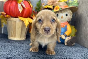 Garth - Tweenie Dachshund for sale