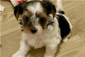 Aurora - Biewer Terrier for sale