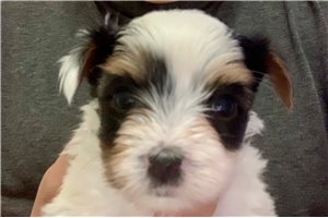 Asher - Biewer Terrier for sale