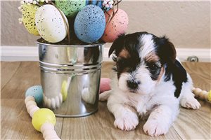 Amelia - Biewer Terrier for sale