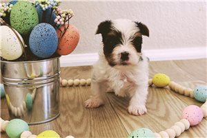 Asher - Biewer Terrier for sale