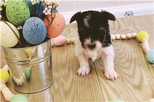 Alex - Biewer Terrier for sale
