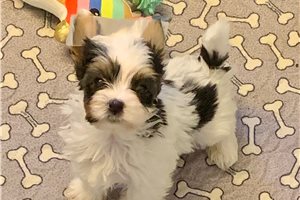 Asher - Biewer Terrier for sale