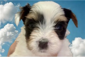 Asher - Biewer Terrier for sale