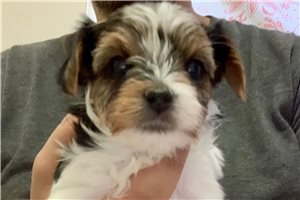 Aurora - Biewer Terrier for sale