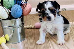 Aurora - Biewer Terrier for sale