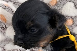 Archie - Shorkie for sale