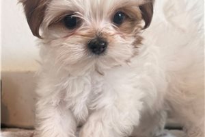 Magdalena - Shorkie for sale