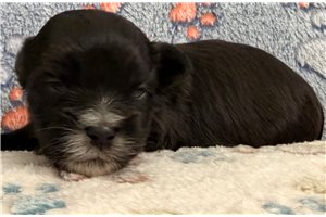 Manson - Shorkie for sale