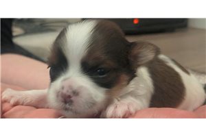 Maggie - Shorkie for sale