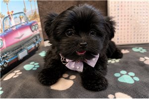 Maia - Shorkie for sale
