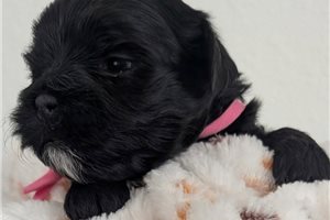 Allison - Shorkie for sale