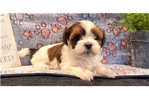 Maggie - Shorkie for sale