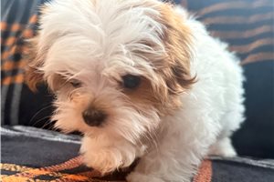 Magdalena - Shorkie for sale
