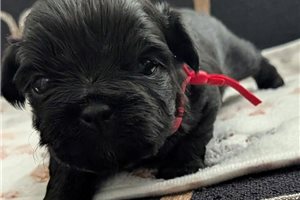 Alea - Shorkie for sale