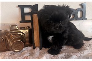 Maia - Shorkie for sale