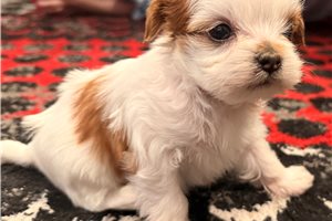 Magdalena - Shorkie for sale